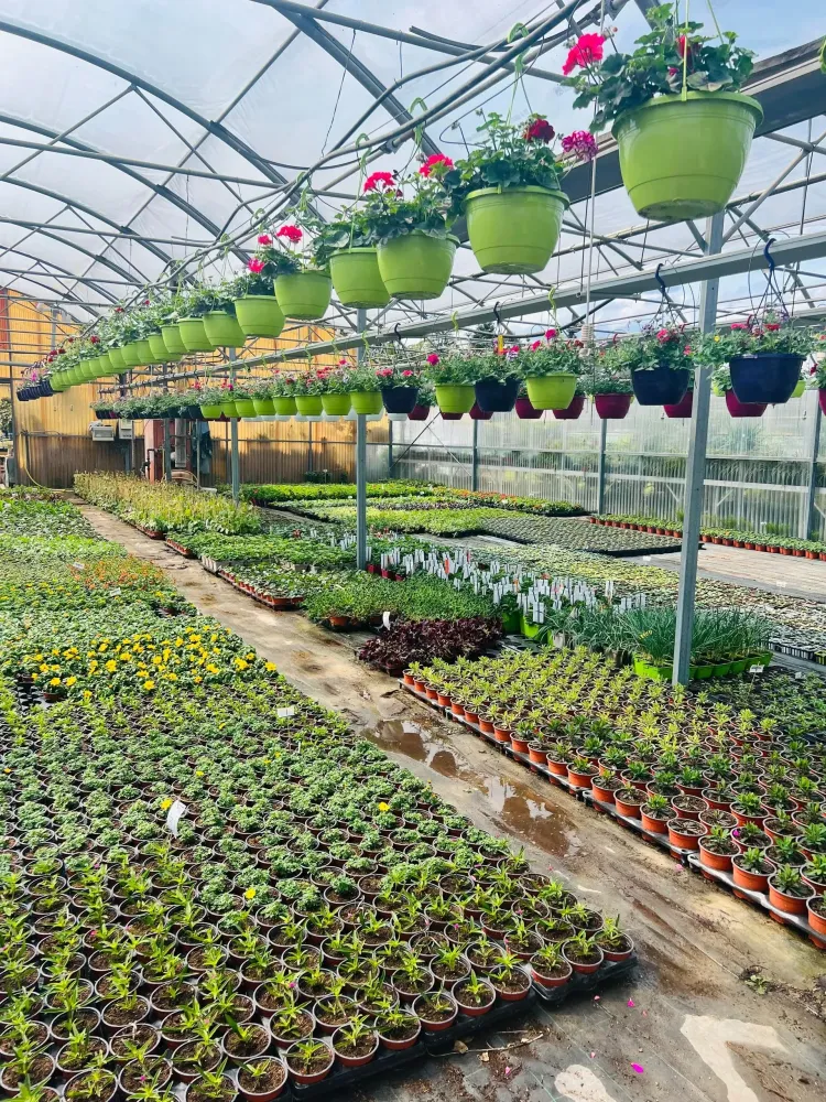 Plantez au bon moment : vos plantations d’arbres et arbustes au printemps et en automne