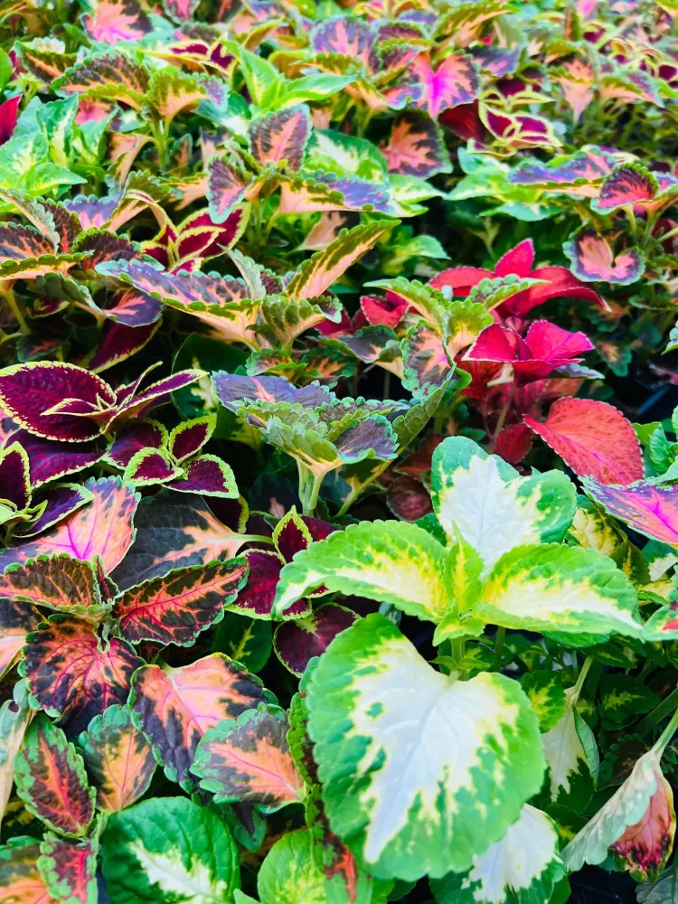 Avril et mai : préparez votre jardin pour l'été avec des promotions de printemps à ne pas manquer