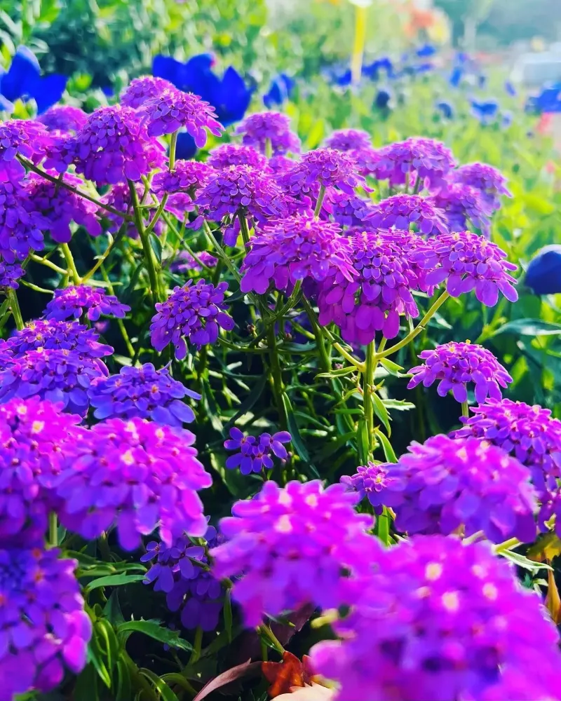 Jardinerie à Crêches-sur-Saône