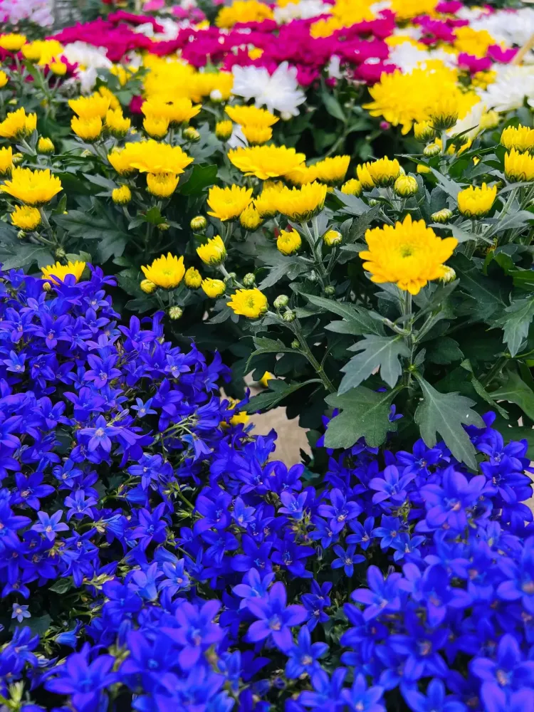 Plantes d'intérieur à Crêches-sur-Saône