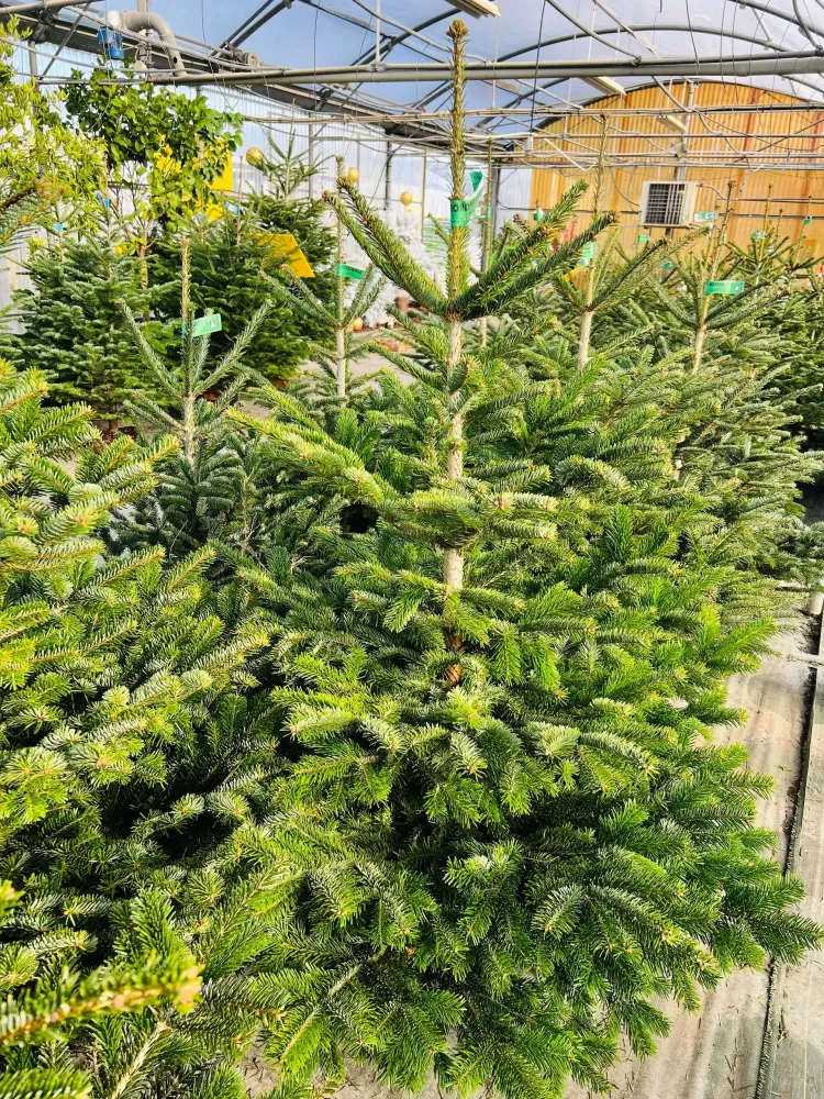 Décembre : Optez pour un sapin de noël authentique et des compositions florales pour les fêtes