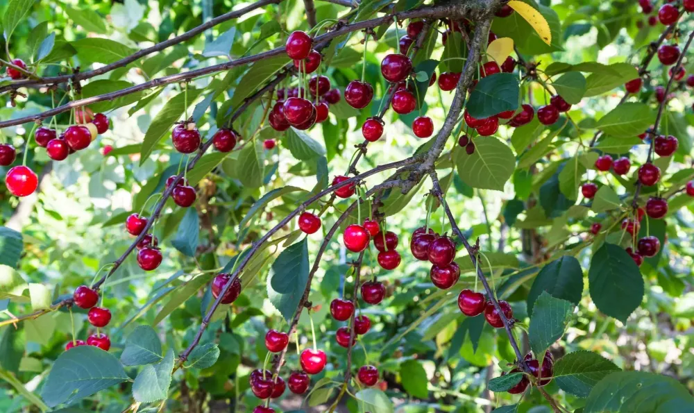 Arbres fruitiers à Crêches-sur-Saône